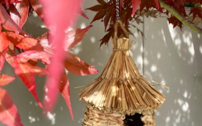 Goodies – Bird House