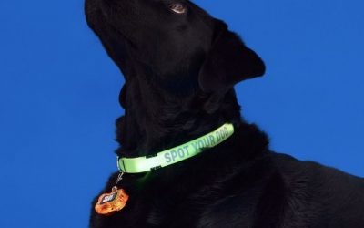 Goodies – Spot Your Dog