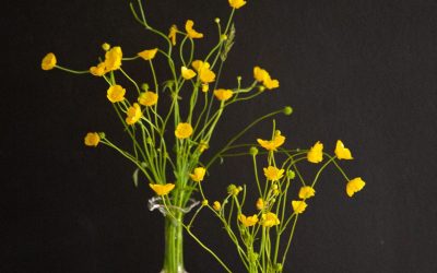 Goodies – Glass “Bulb” Vases