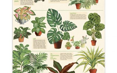 Goodies – Palm Poster